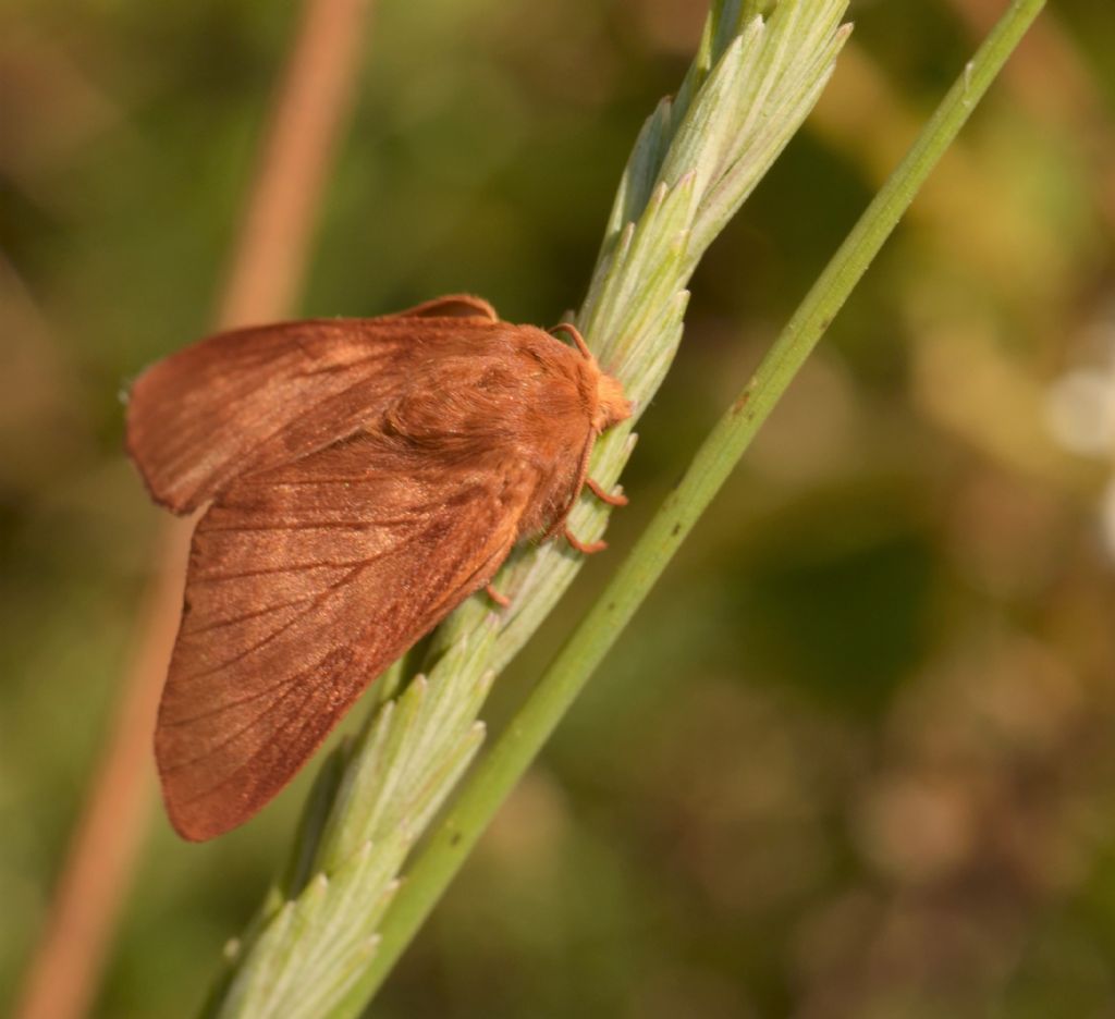 Ocneria? No, Malacosoma franconica, femmina -  Lasiocampidae